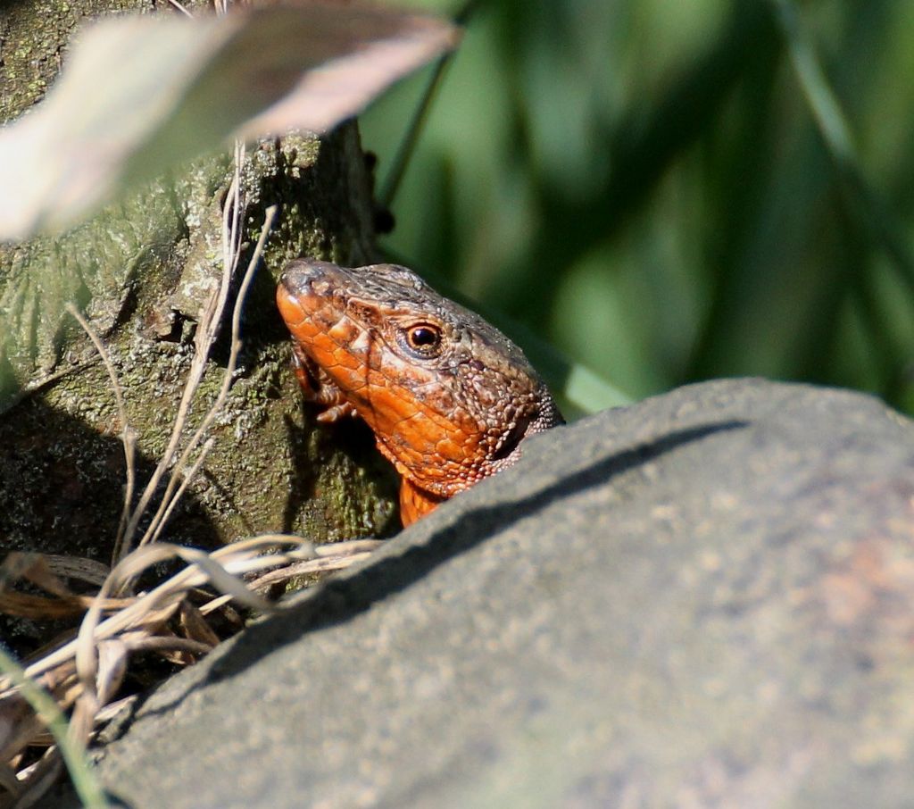 Podarcis muralis?